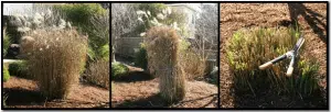 ornamentalGrass
