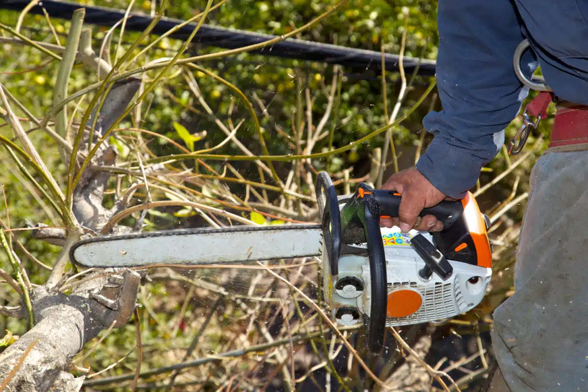 texas tree trimming