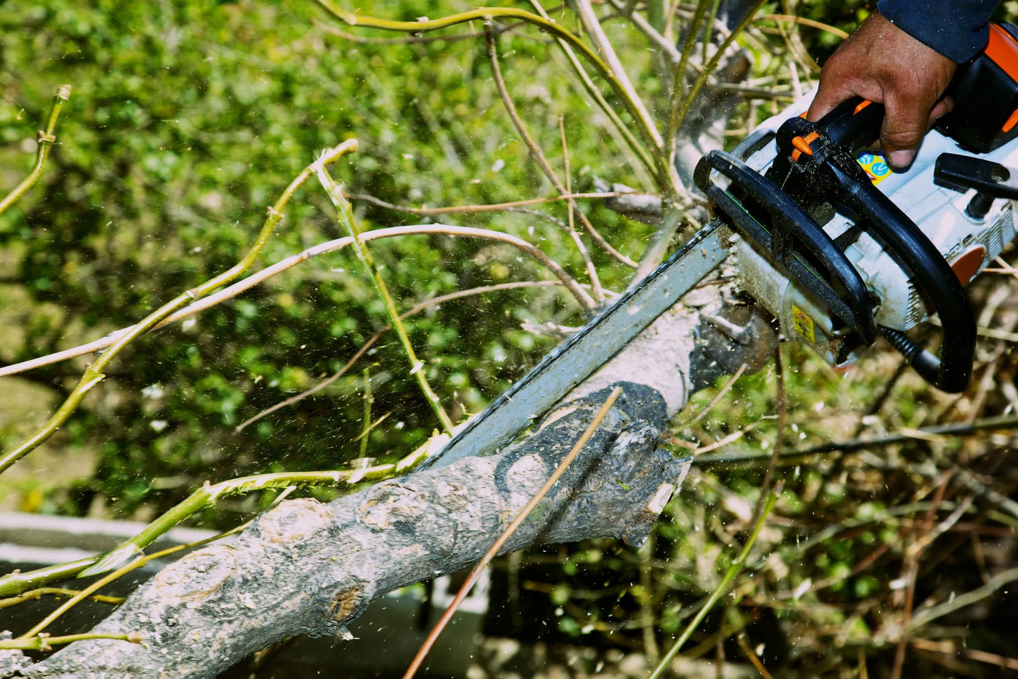 tree trimming in texas