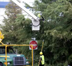 texas tree trimming services