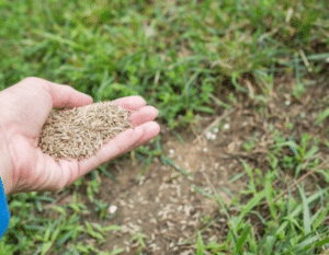 Reseed a lawn