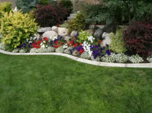 Small Yard Landscape