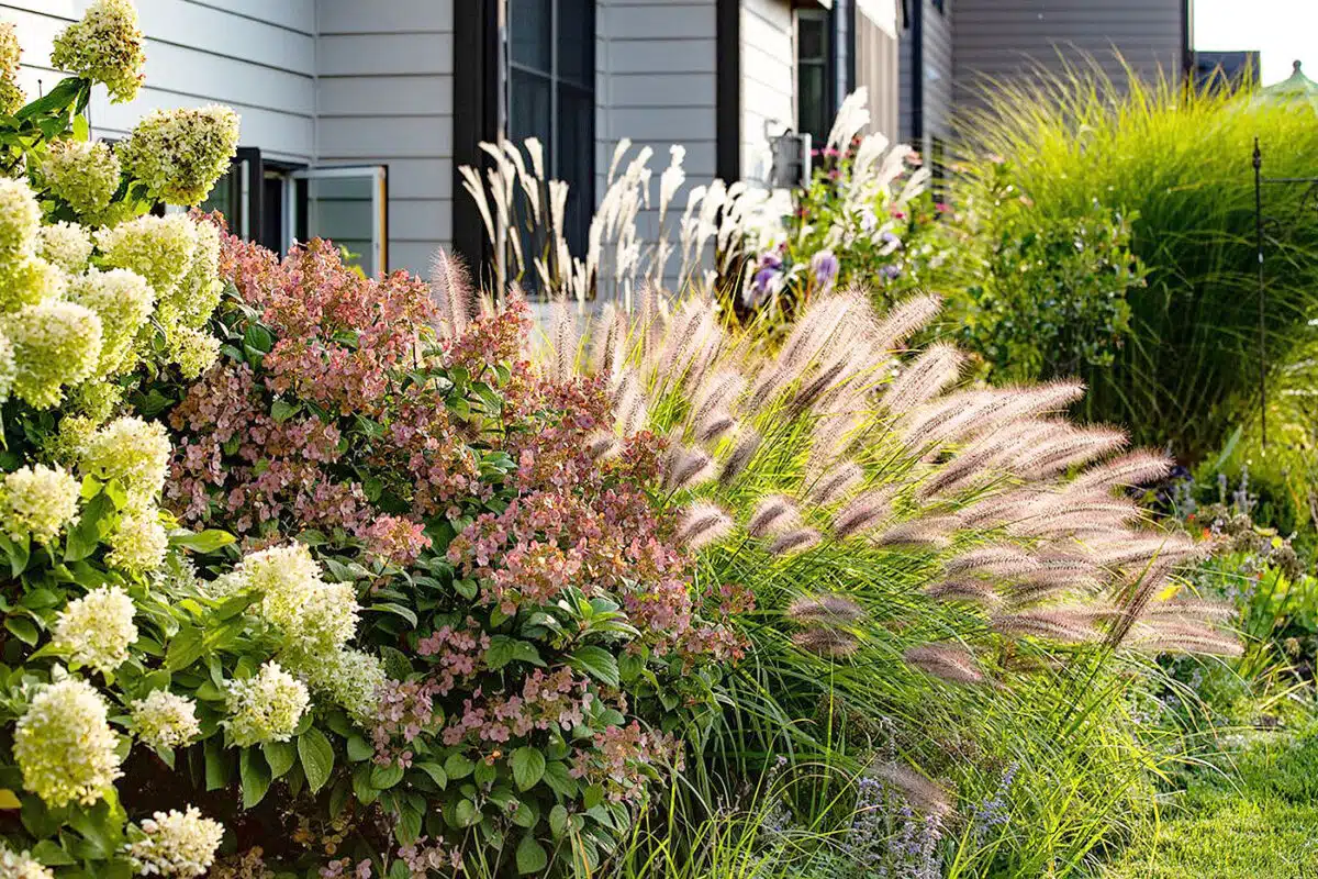 best ornamental grasses for landscaping