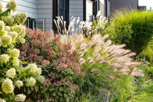 best ornamental grasses for landscaping