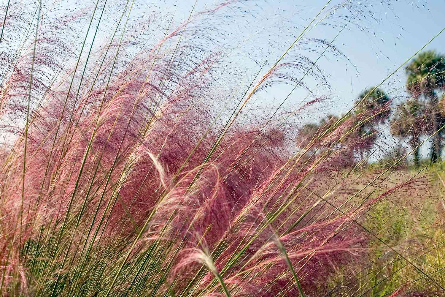 Pink muhly grass sways in soft breeze.