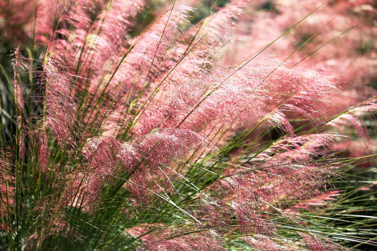 best ornamental grasses for landscaping
