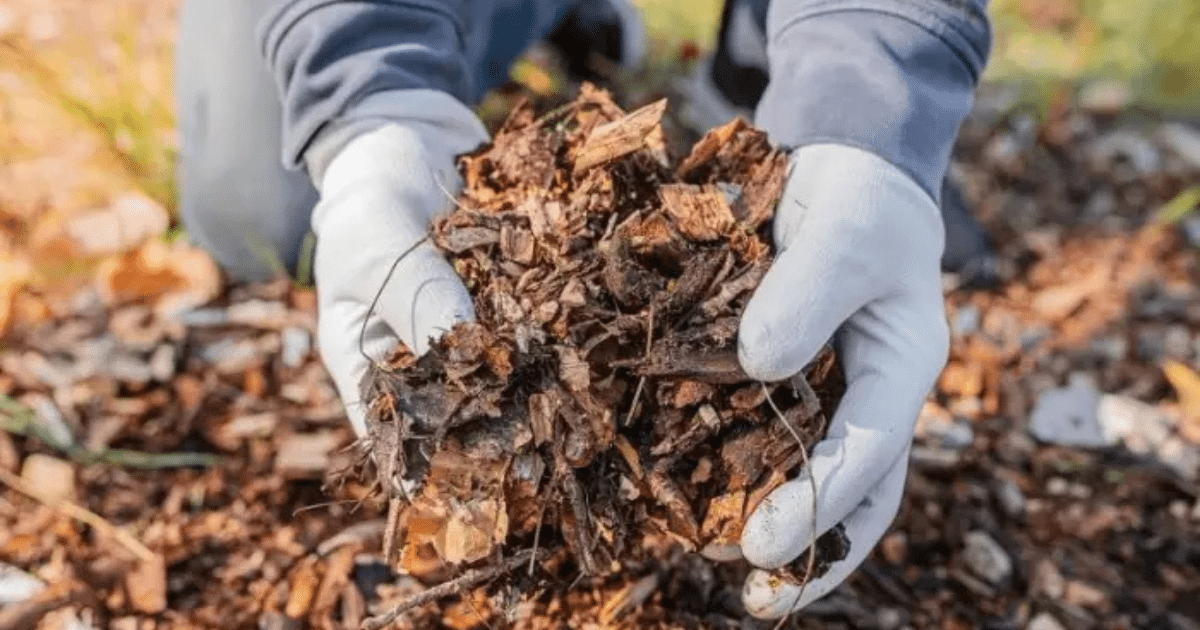 what is mulching