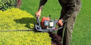 Worker trims hedge with gas-powered trimmer.