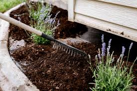 Rake spreads mulch around lavender plants.