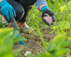 When to Fertilize Yard Based on Season, Grass Type, and Climate